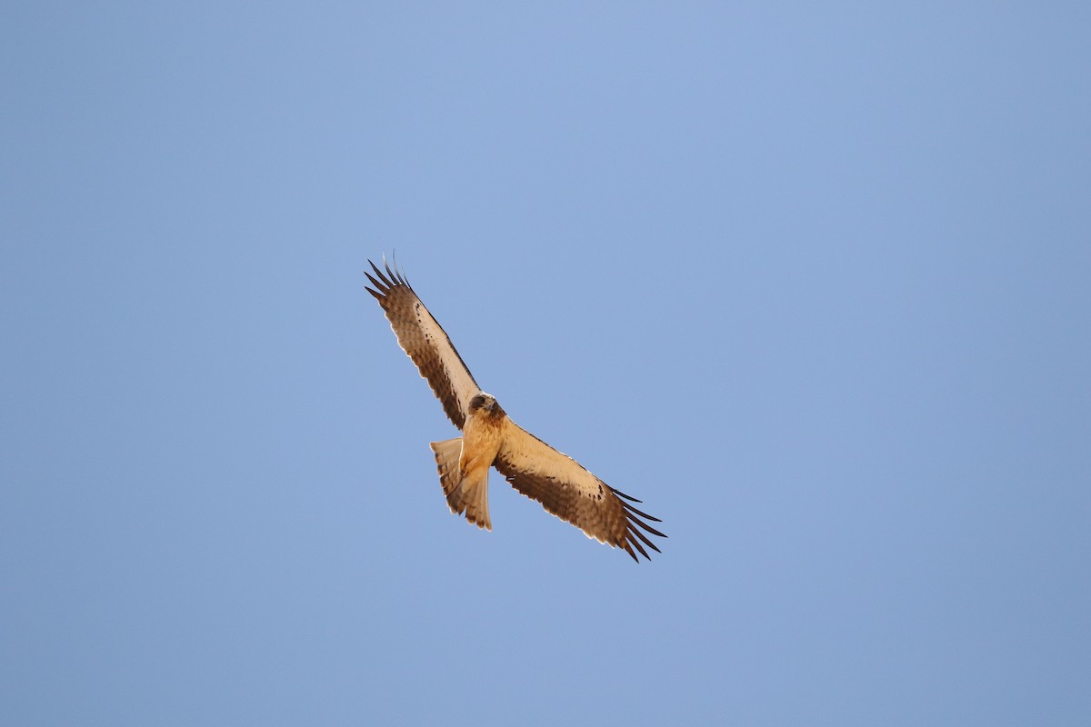 Booted Eagle - ML617271422
