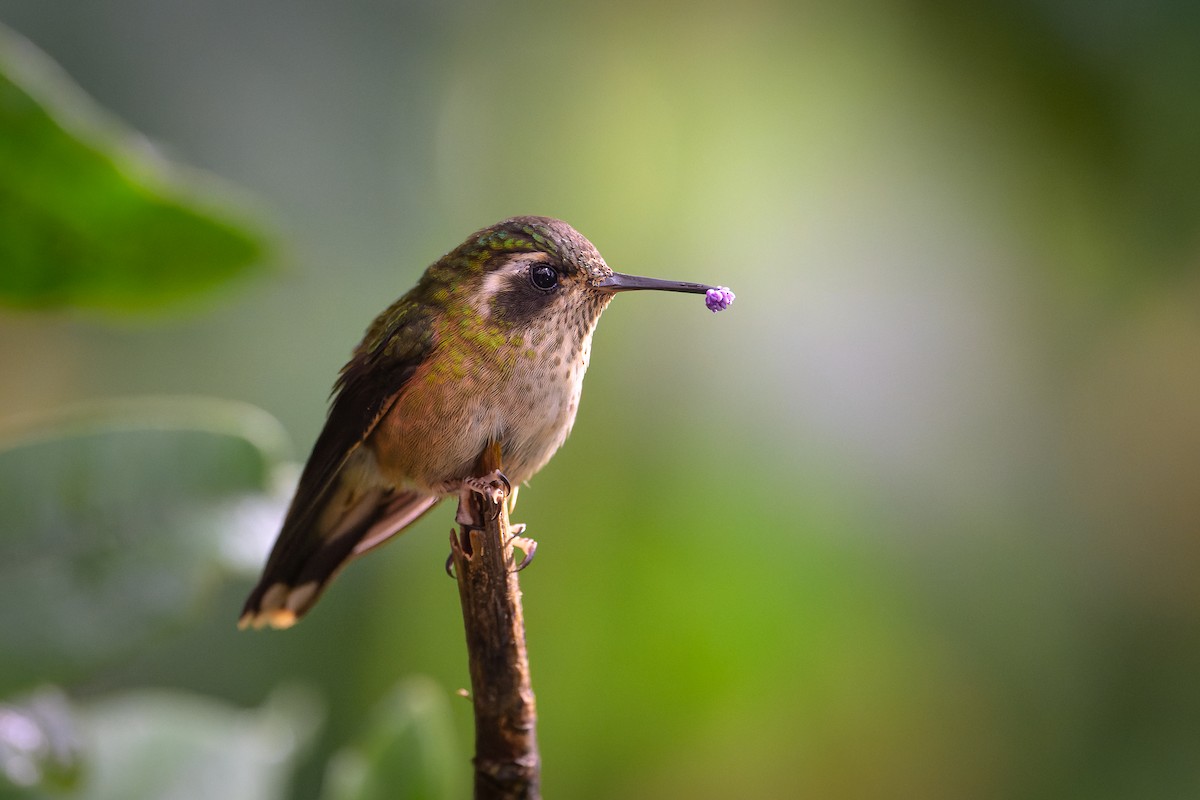 Speckled Hummingbird - ML617271434