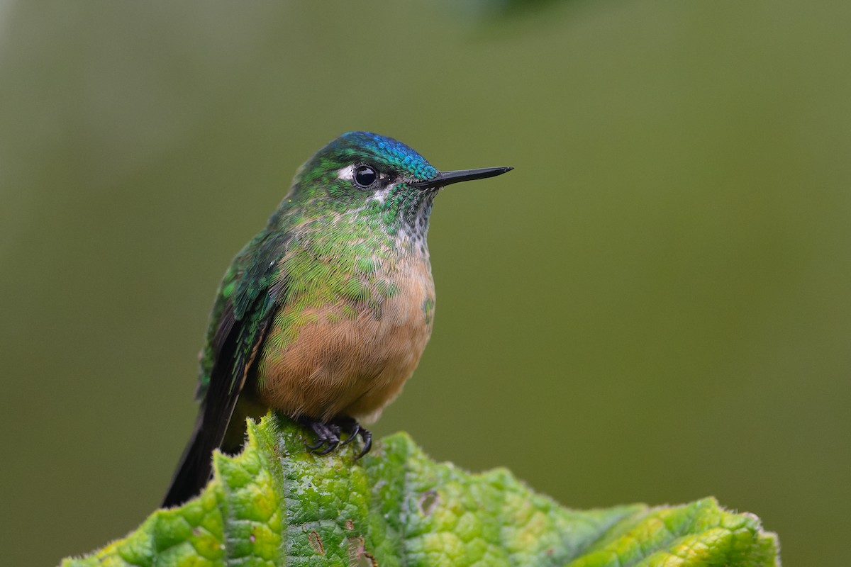 Long-tailed Sylph - Graham Gerdeman