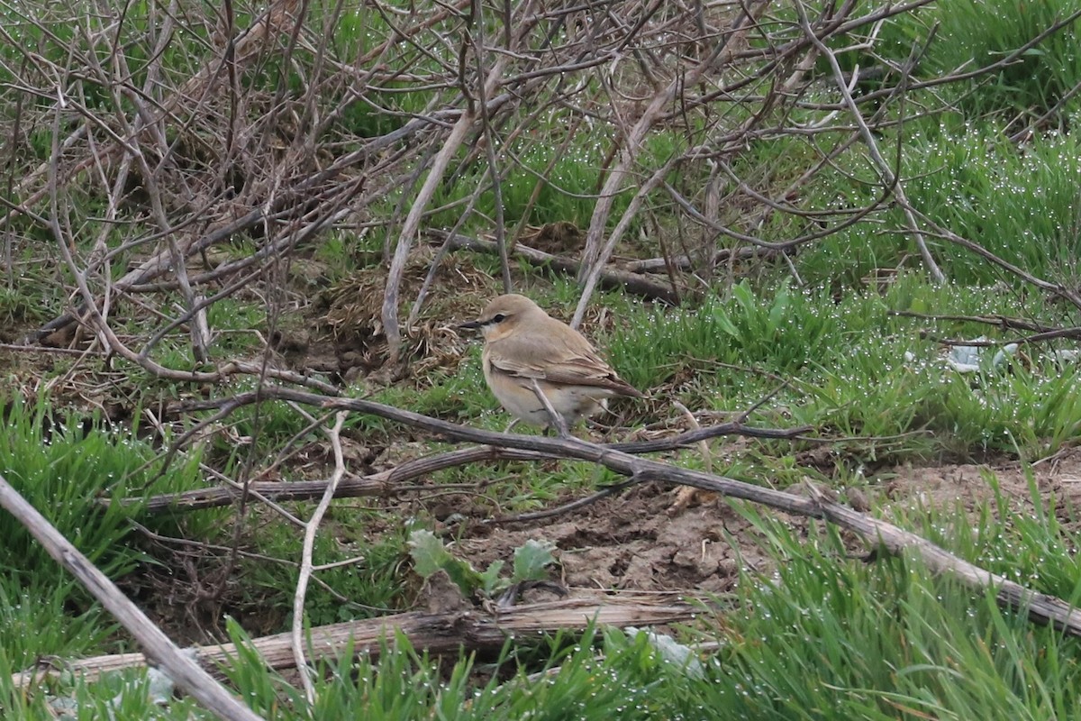 Isabelline Wheatear - ML617271454