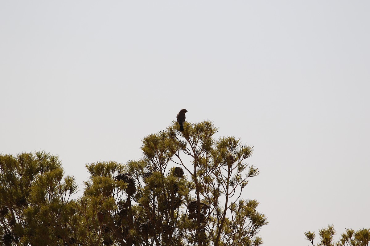 Northern Wheatear - ML617271455