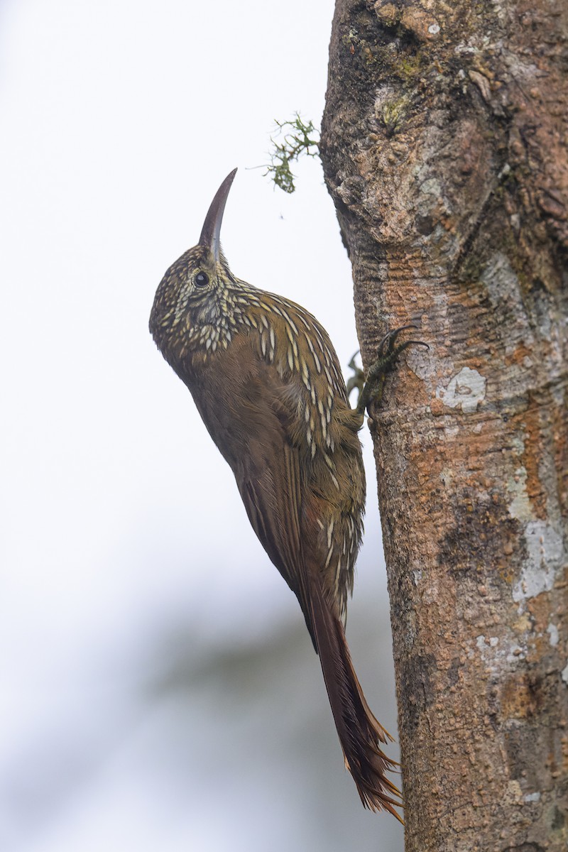 Montane Woodcreeper - ML617271474