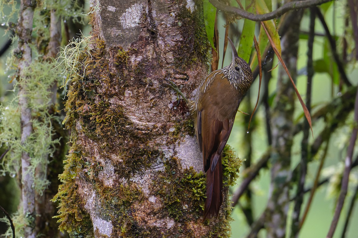 Montane Woodcreeper - ML617271476