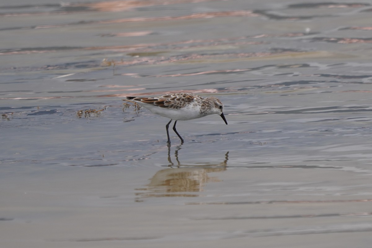 Little Stint - ML617271480