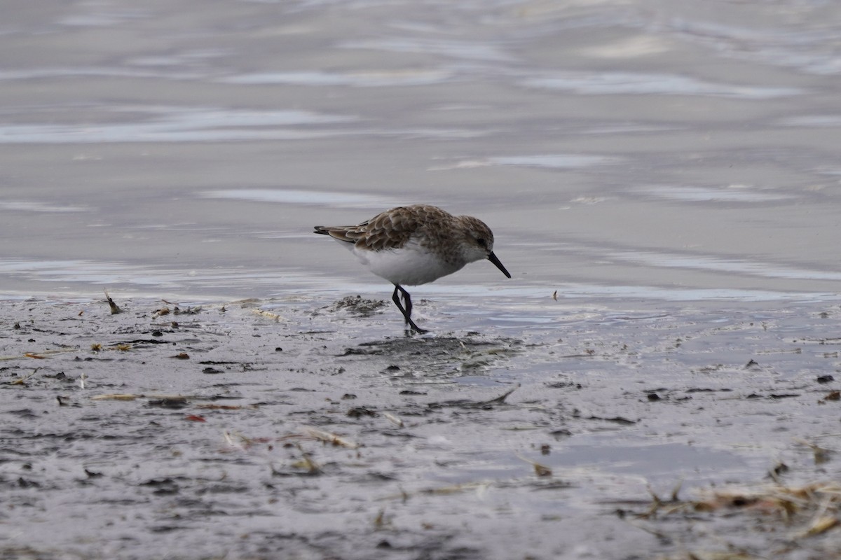 Little Stint - ML617271481