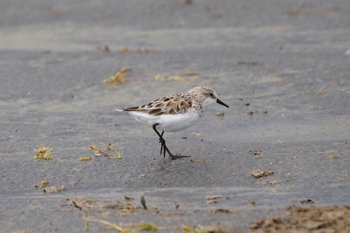 Little Stint - ML617271487