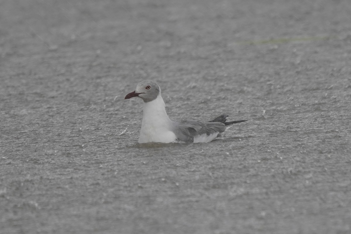 Gray-hooded Gull - ML617271502