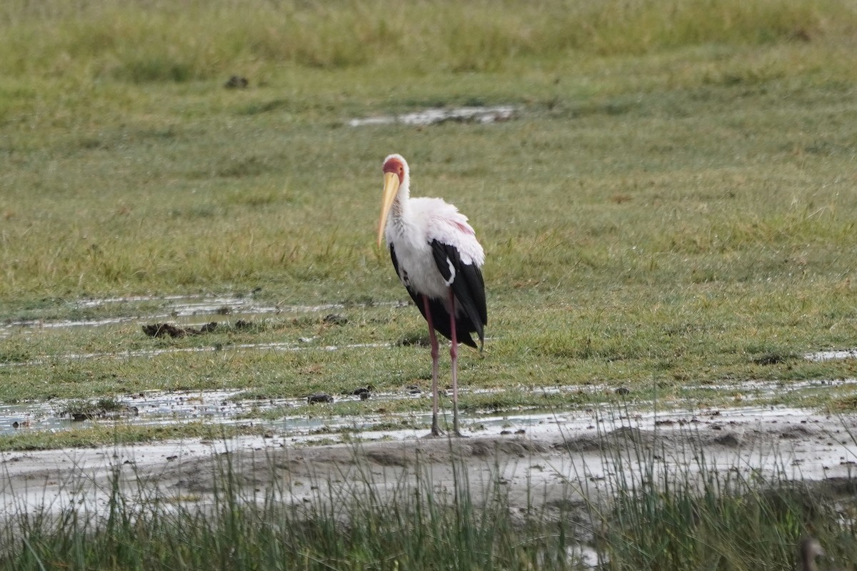 Yellow-billed Stork - ML617271563