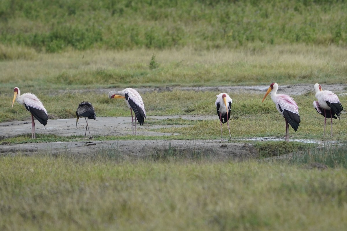 Tantale ibis - ML617271564
