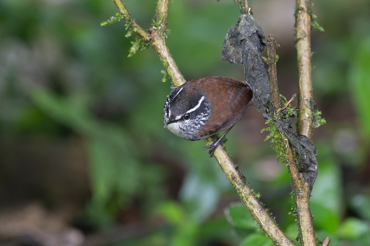 Gray-breasted Wood-Wren - Graham Gerdeman