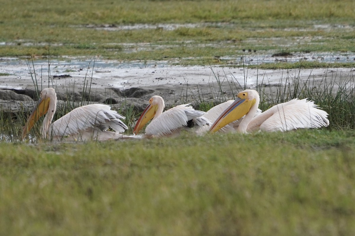 Great White Pelican - ML617271578