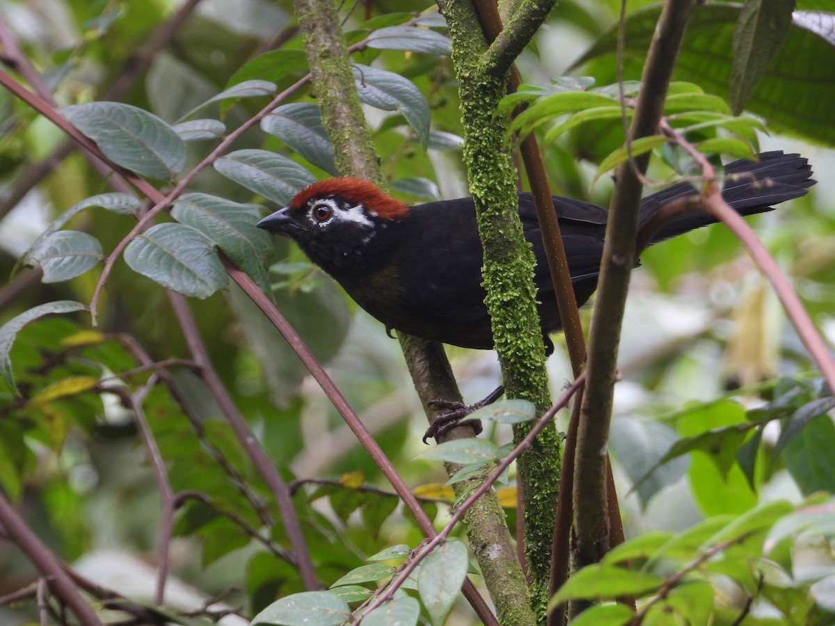 White-rimmed Brushfinch - ML617271598