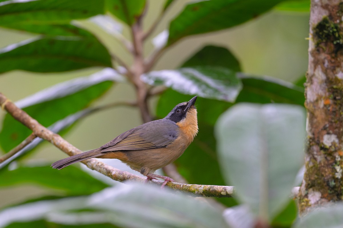 Black-eared Hemispingus - ML617271616