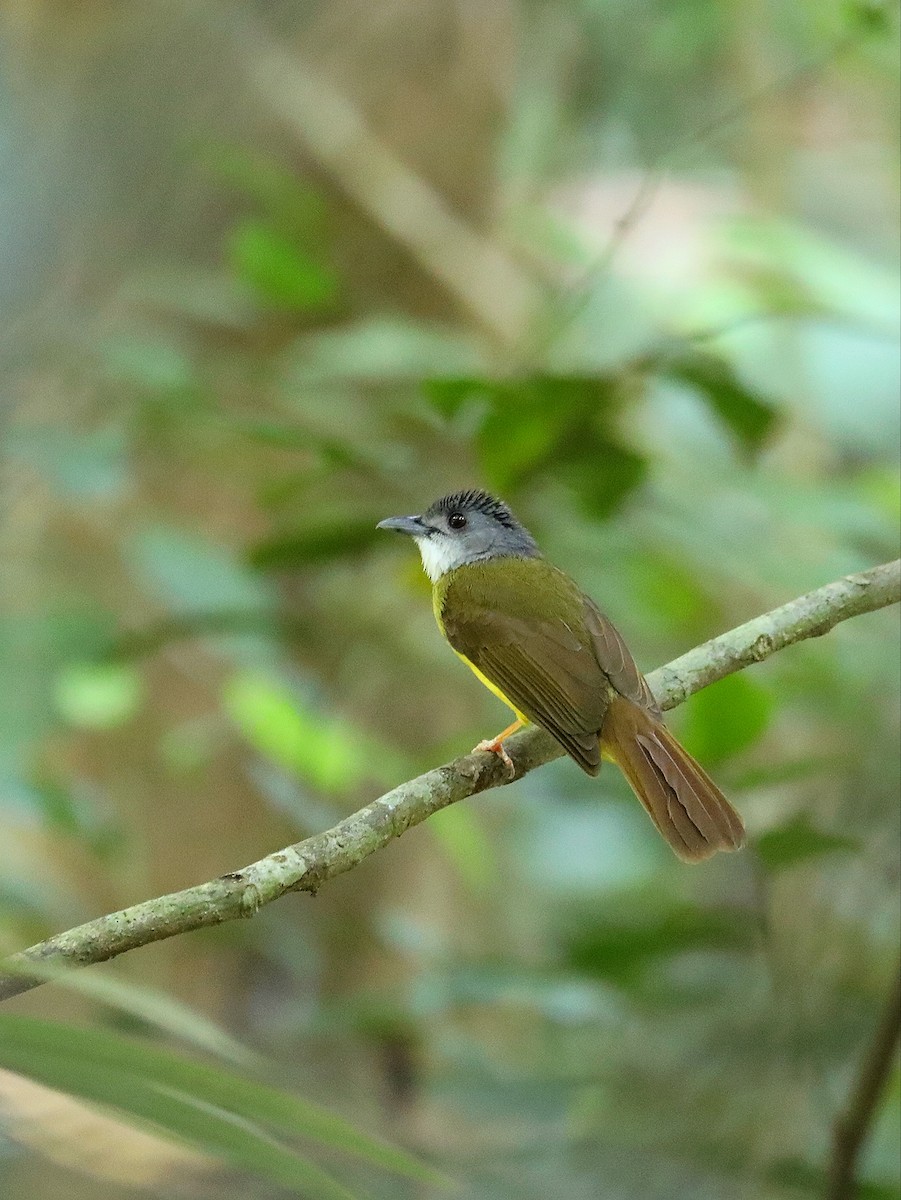 Bulbul à calotte grise - ML617271632