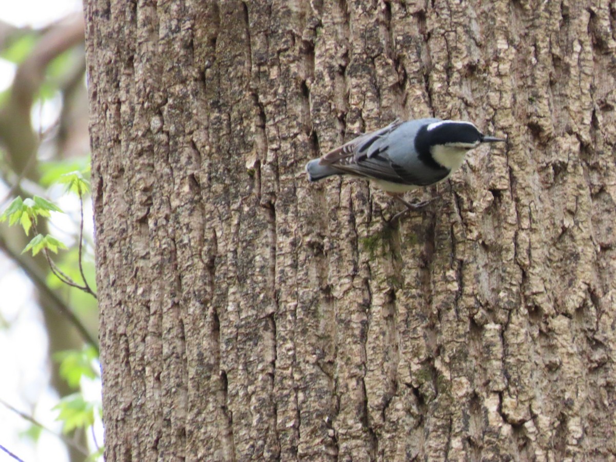White-breasted Nuthatch - Concetta Goodrich