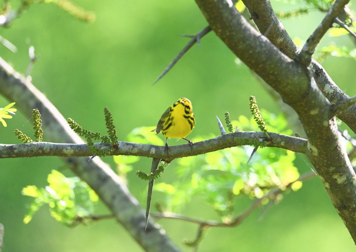 Prairie Warbler - ML617271690