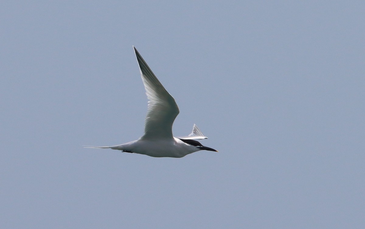 Sandwich Tern - ML617271701