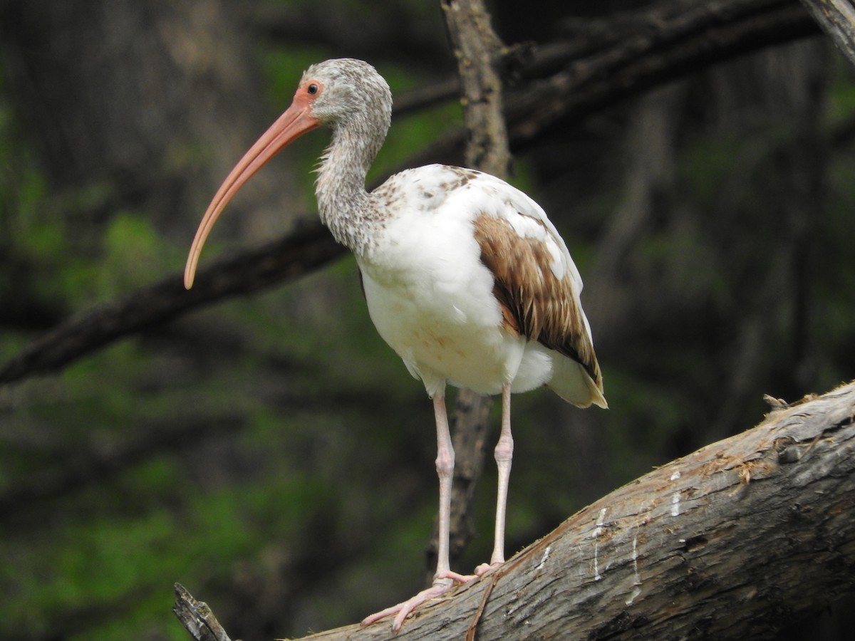 ibis bílý - ML617271731
