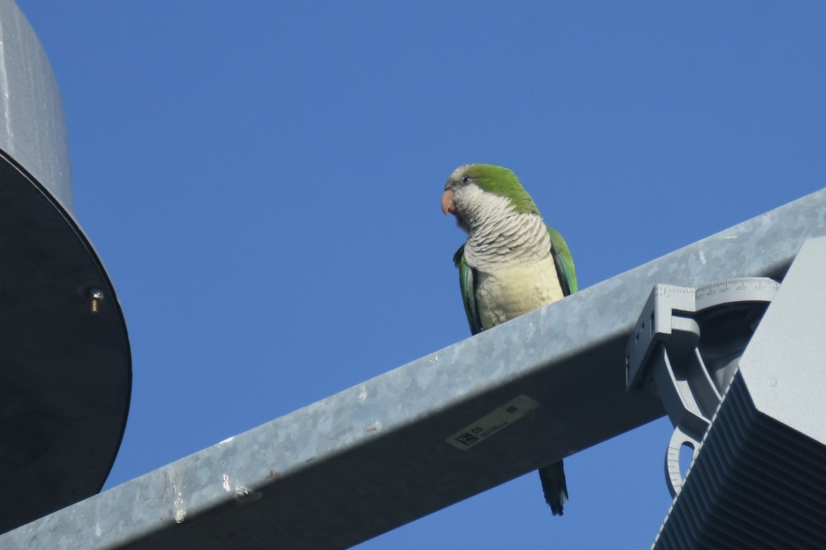 Monk Parakeet (Monk) - ML617271732