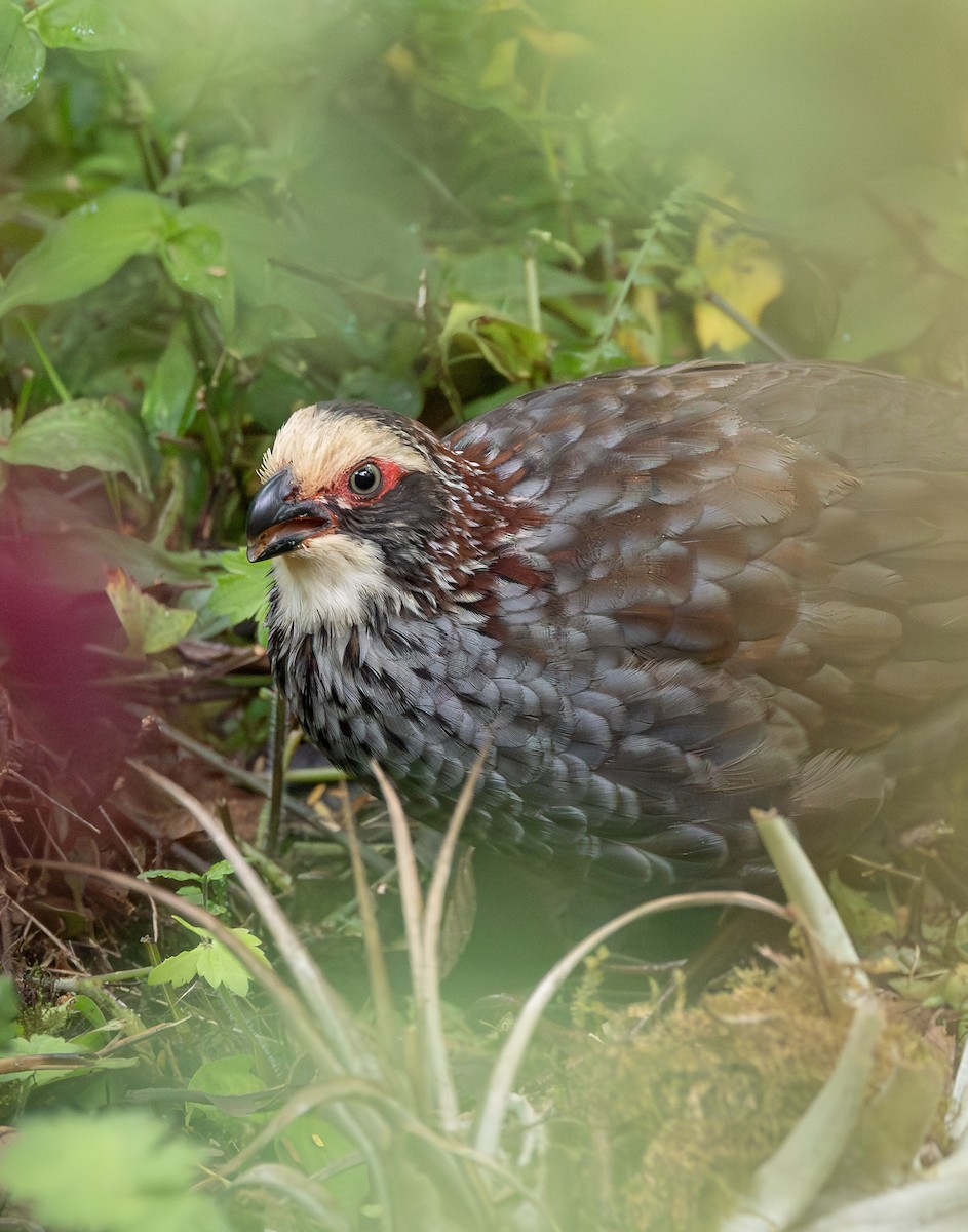 Buffy-crowned Wood-Partridge - ML617271781