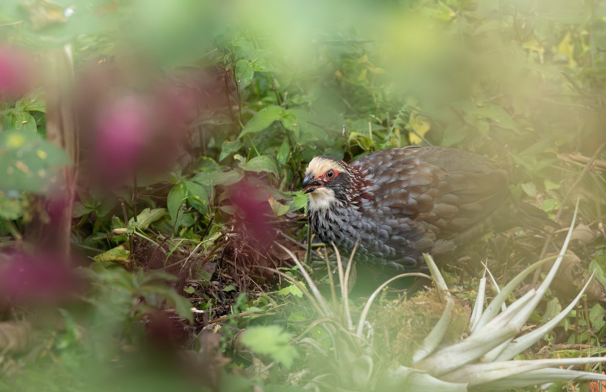 Buffy-crowned Wood-Partridge - ML617271782
