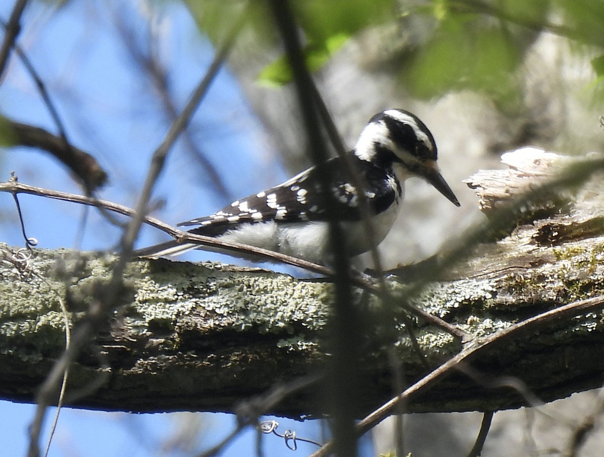 Hairy Woodpecker - ML617271796