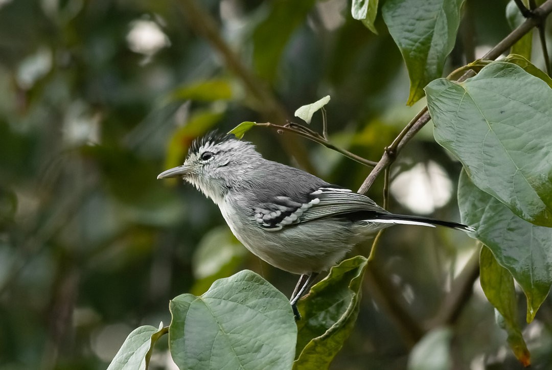 Large-billed Antwren - Allan Clé Porto