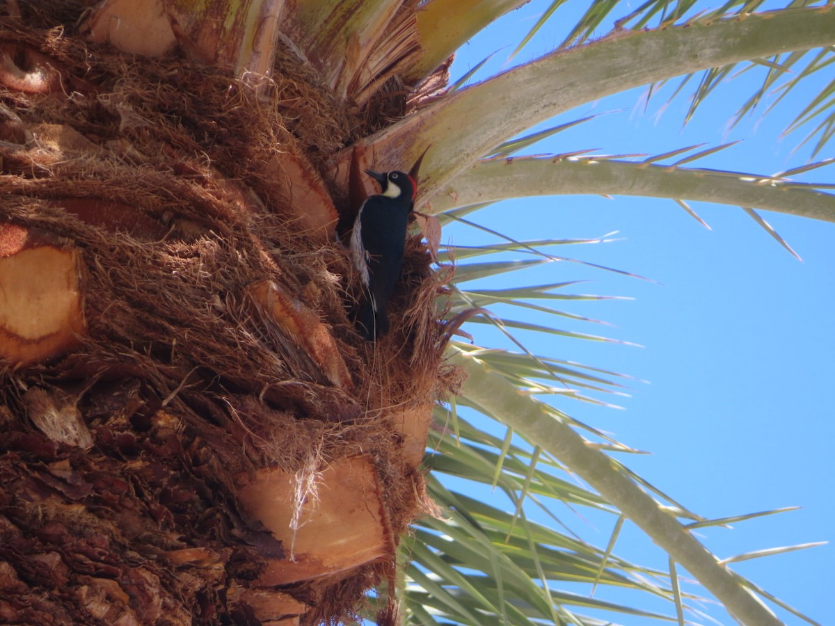 Acorn Woodpecker - Bill  Feusahrens