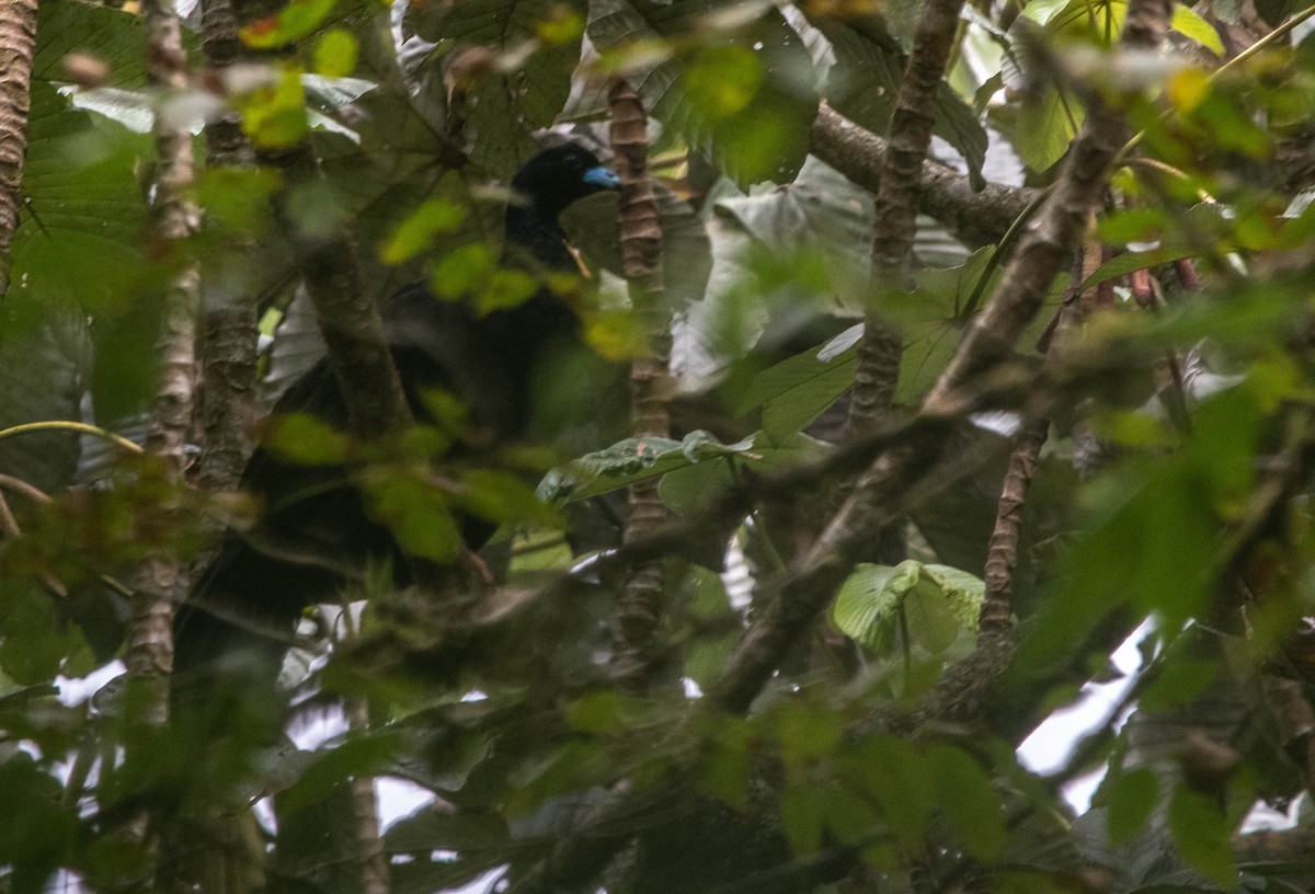 Wattled Guan - ML617271836