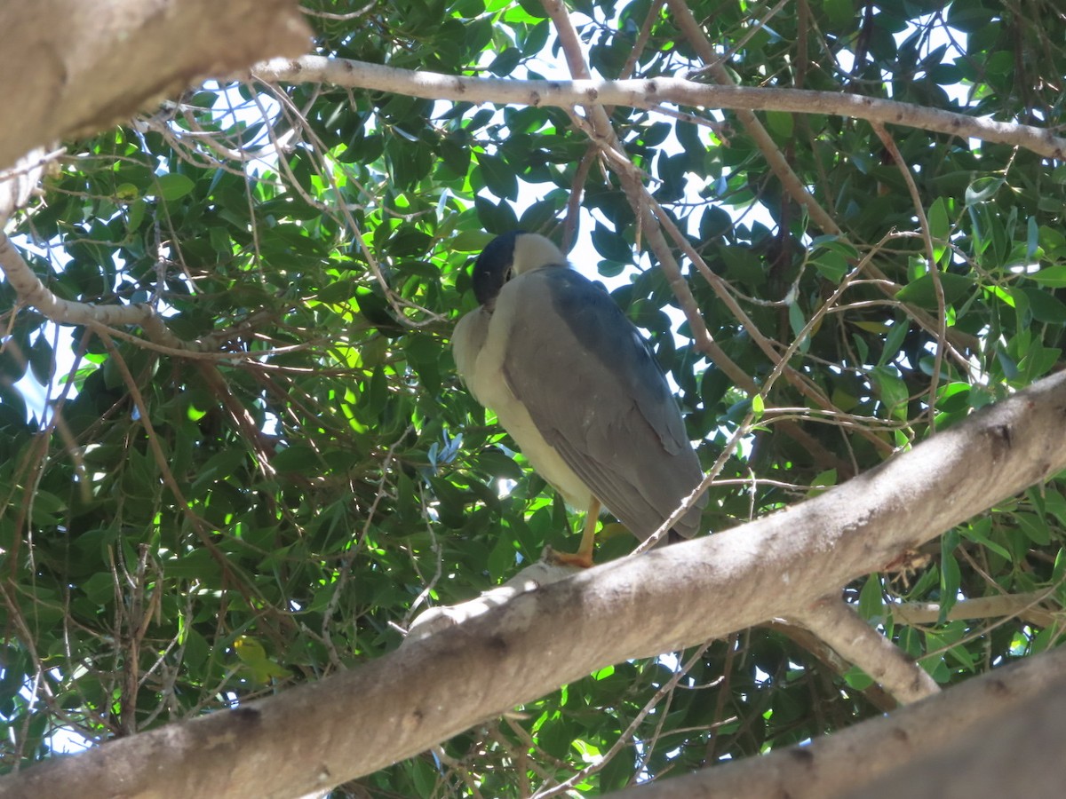 Black-crowned Night Heron - ML617271855