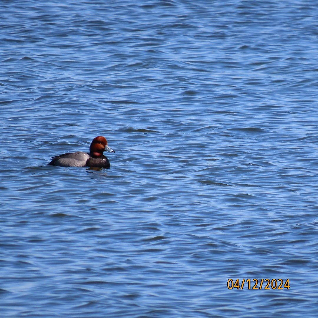 Redhead - ML617271871