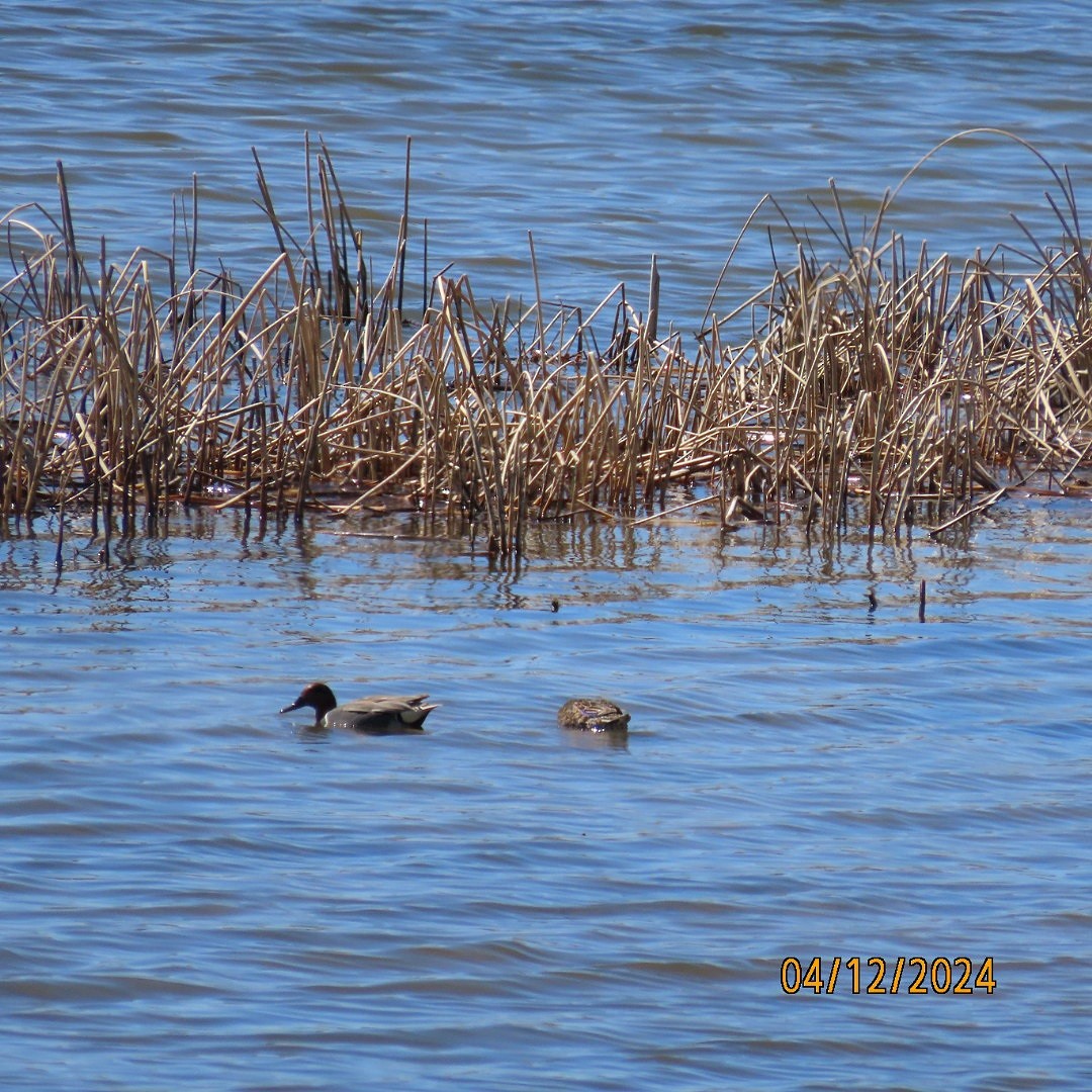 Green-winged Teal - ML617271886