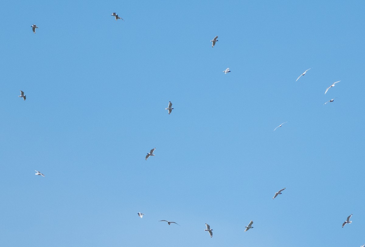 Franklin's Gull - ML617271896