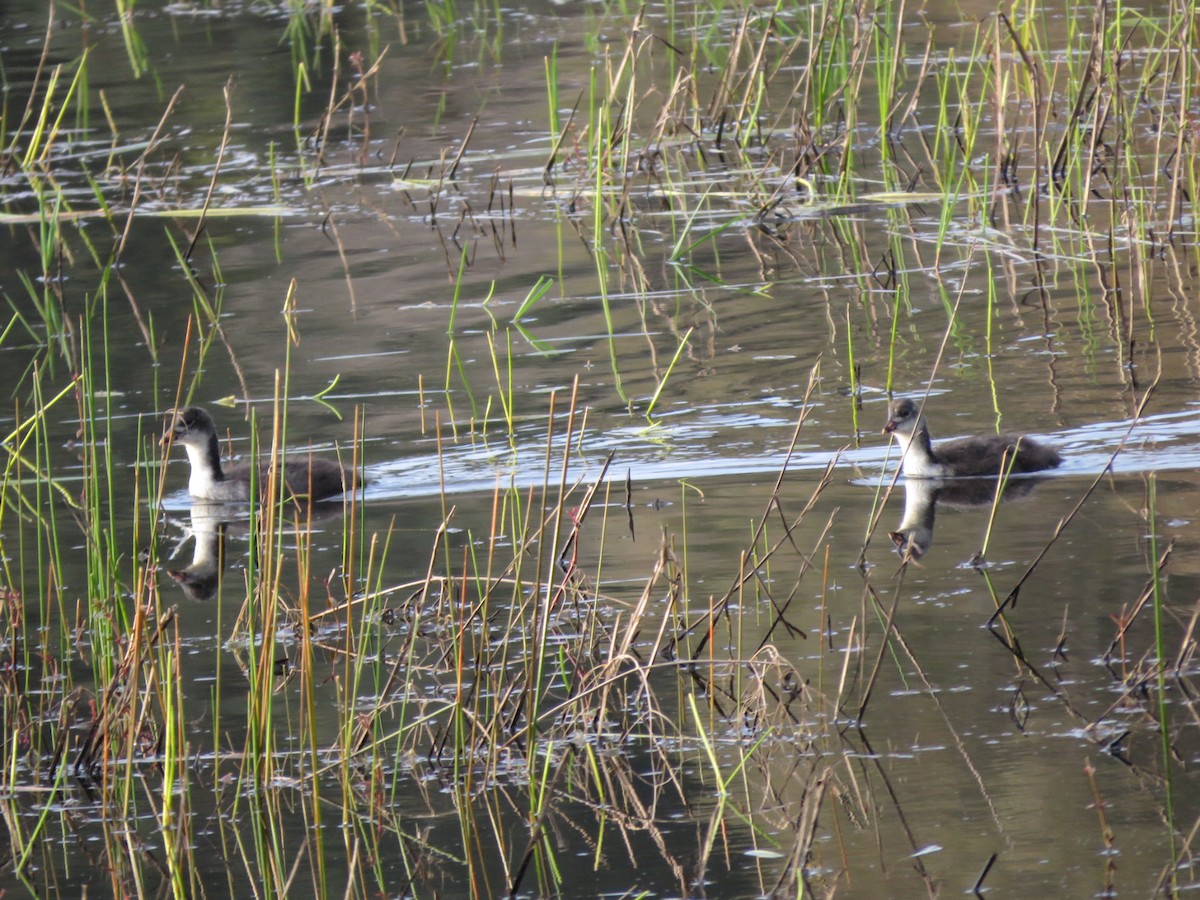 Eurasian Coot - ML617271914