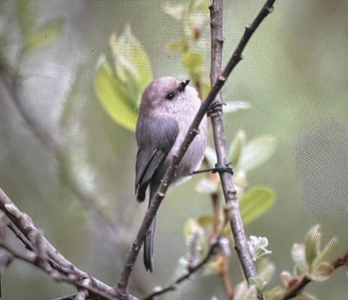 Bushtit - ML617271954