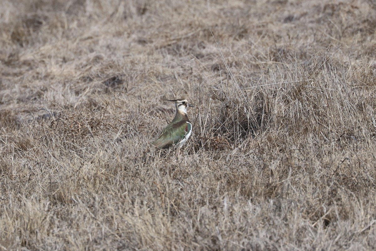 Northern Lapwing - ML617271956