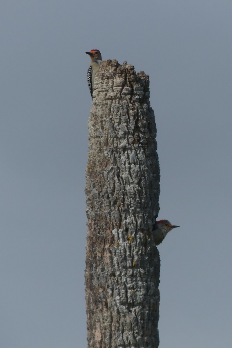 Red-bellied Woodpecker - ML617271969