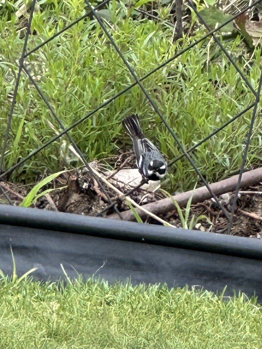 Black-throated Gray Warbler - Jocele Capaldo