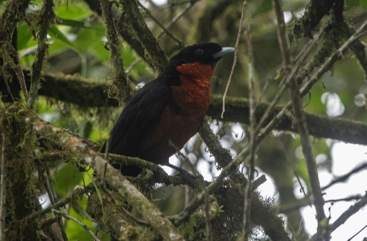 Red-ruffed Fruitcrow - ML617271976