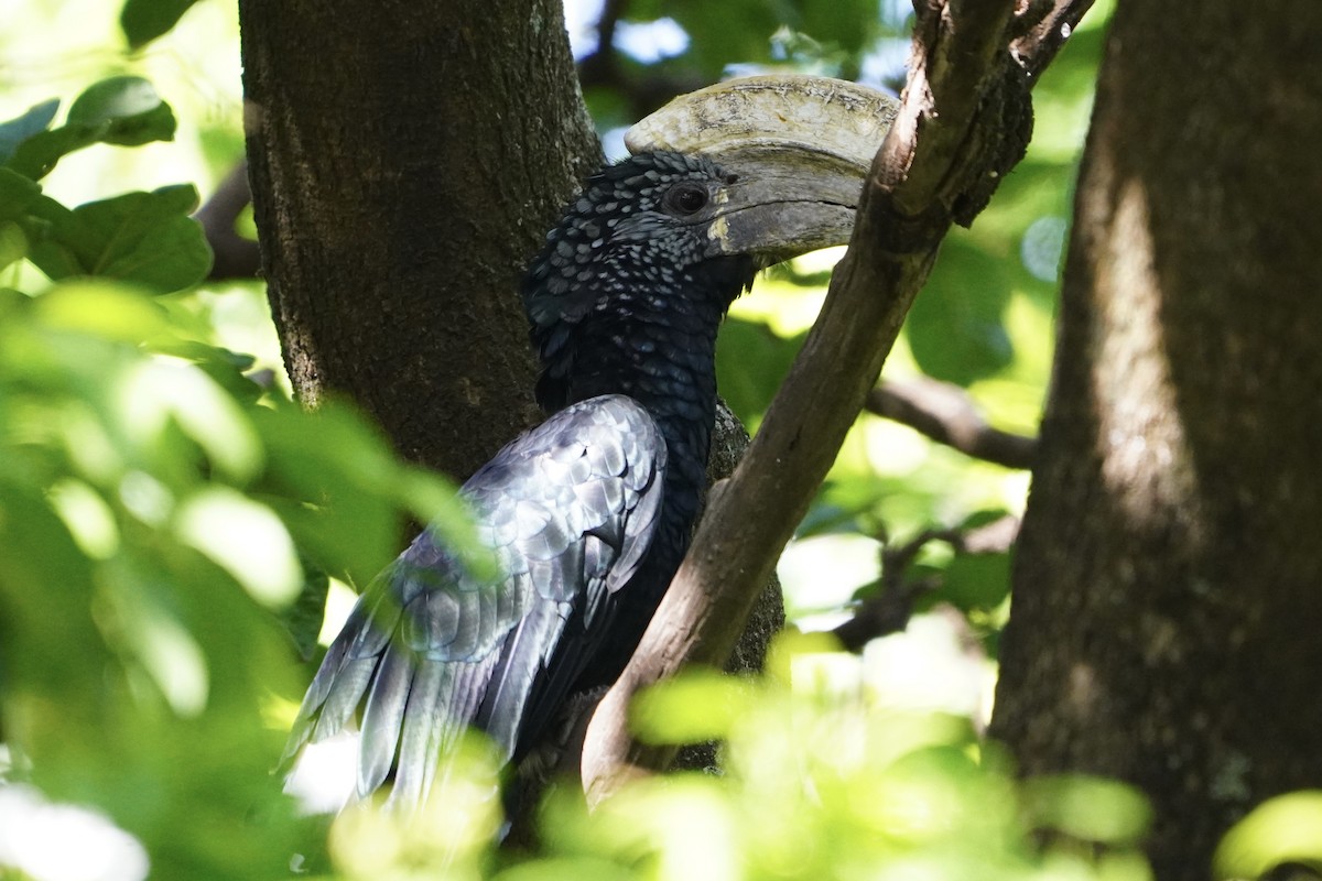 Silvery-cheeked Hornbill - ML617272005