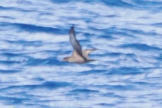 Petrel de Trinidad - ML617272034