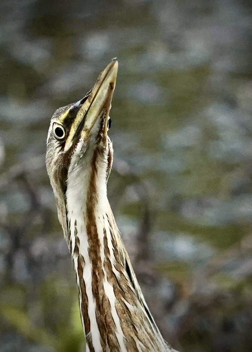 American Bittern - ML617272042