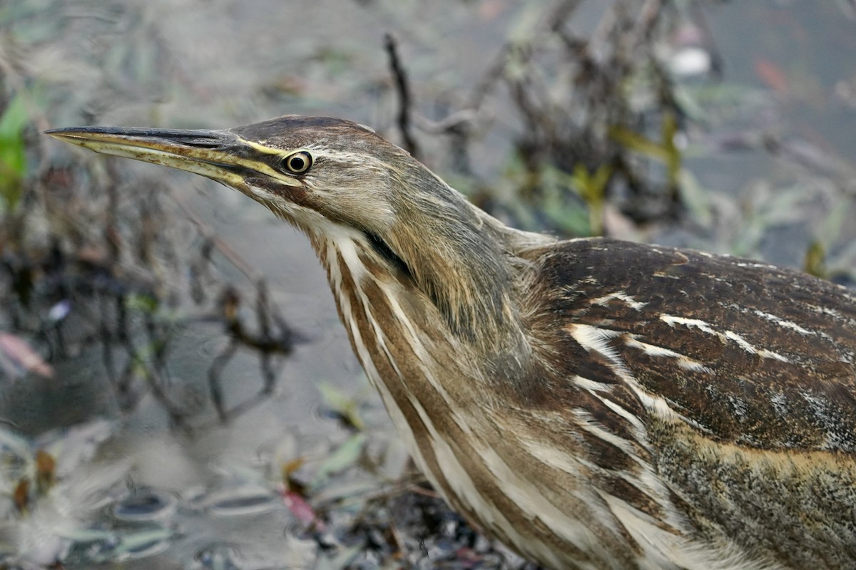 American Bittern - ML617272045