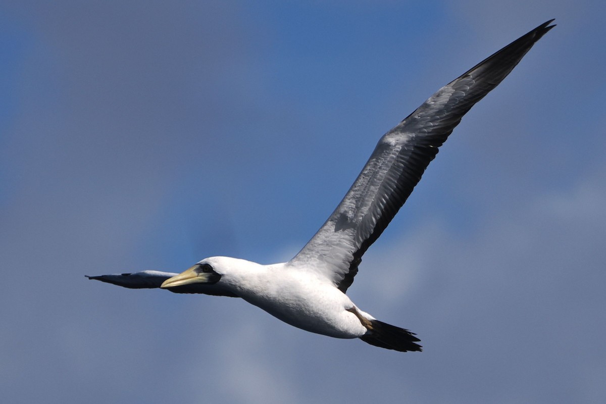 Masked Booby - ML617272085