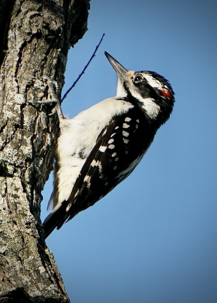 Hairy Woodpecker - ML617272086