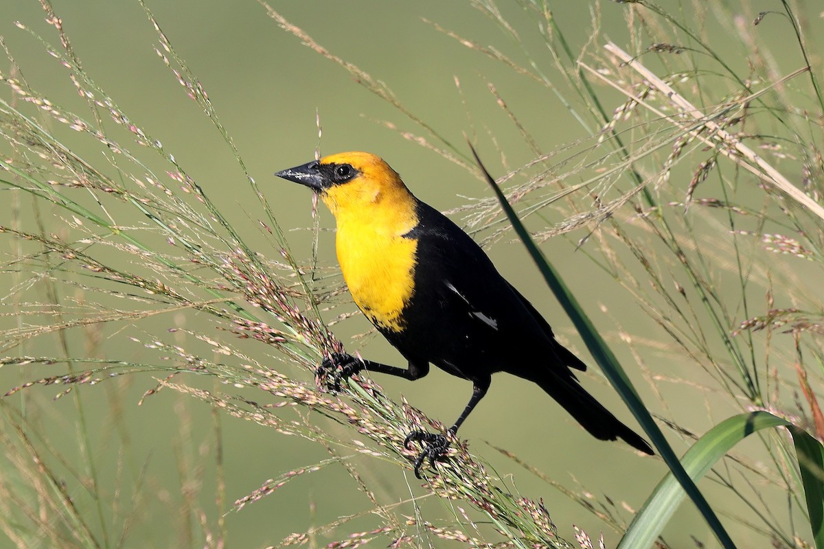 Yellow-headed Blackbird - James Wu