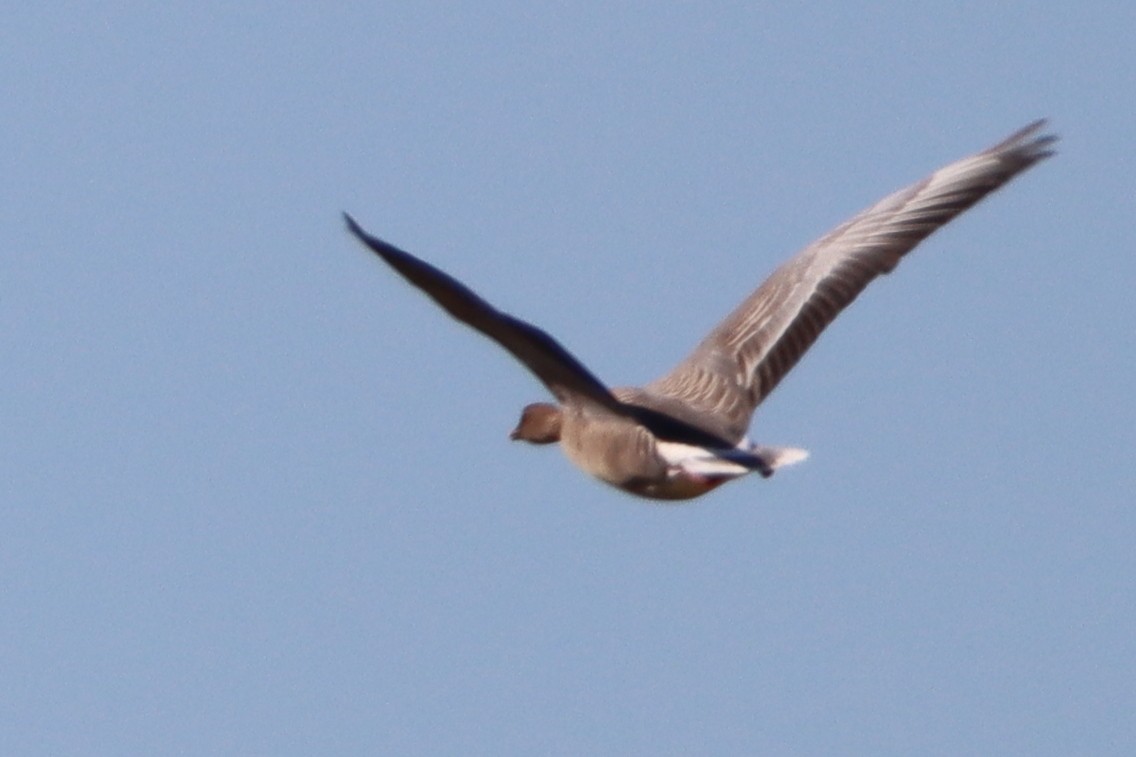 Pink-footed Goose - ML617272094