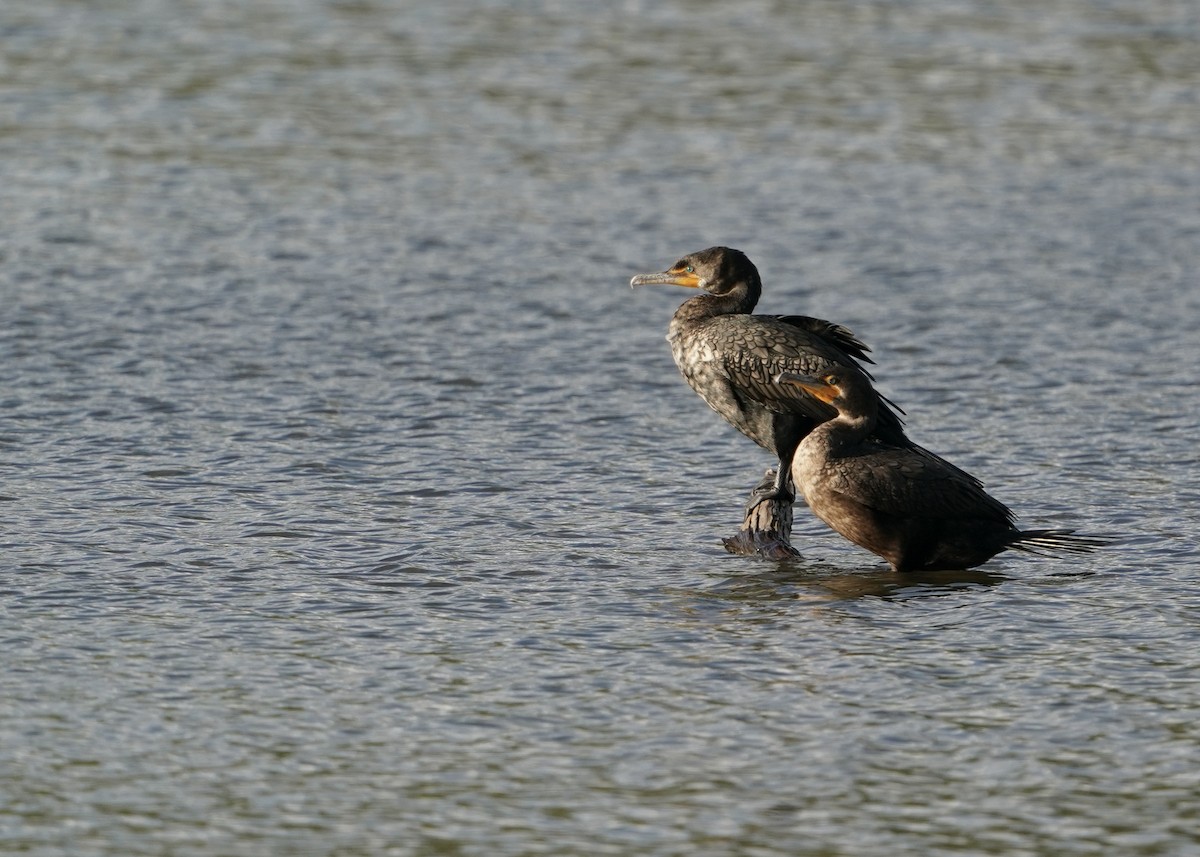 Double-crested Cormorant - ML617272108