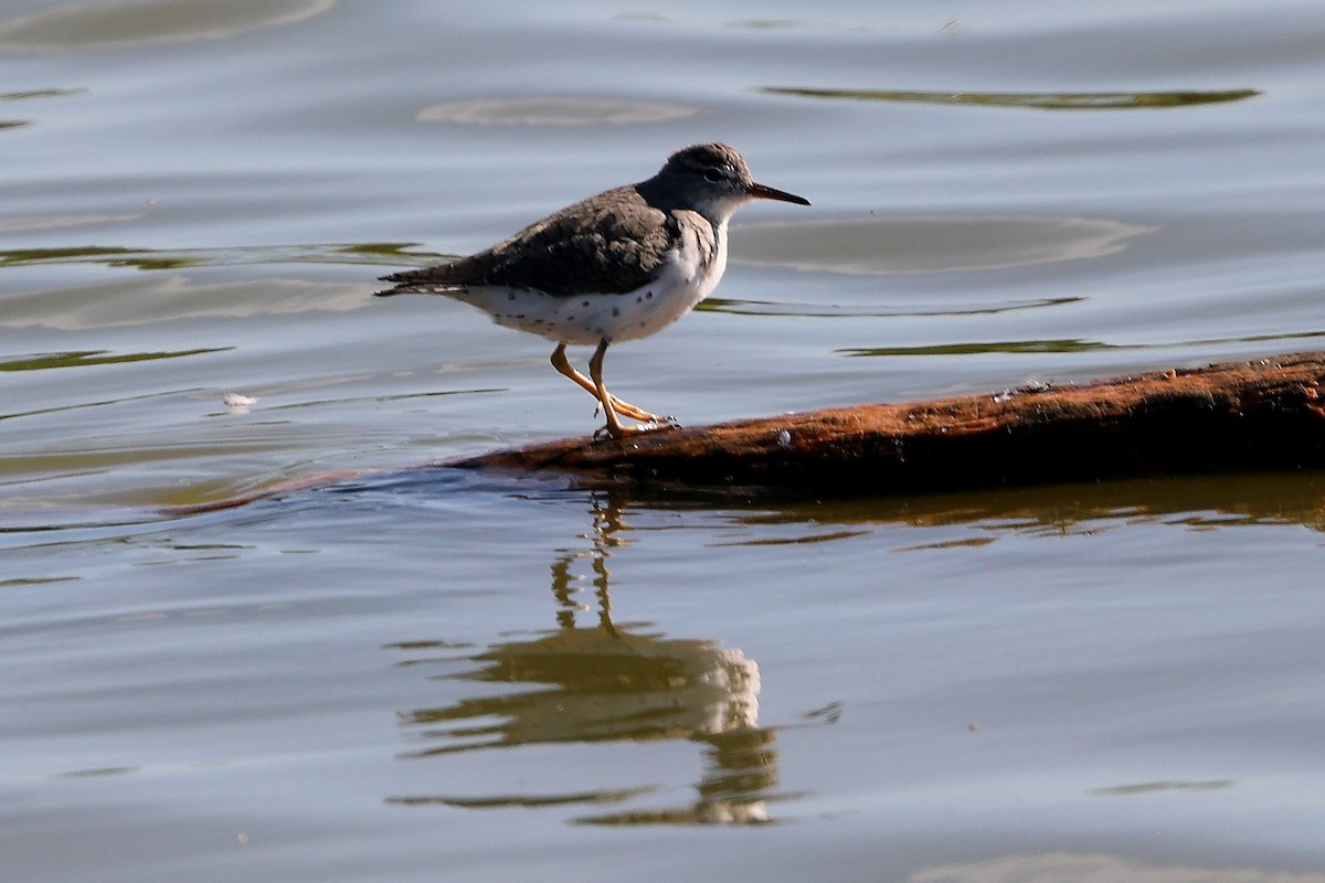 Spotted Sandpiper - James Wu