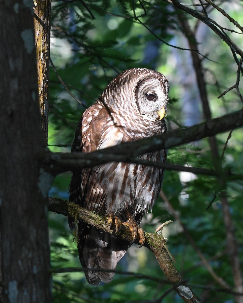 Barred Owl - Lorri Lilja